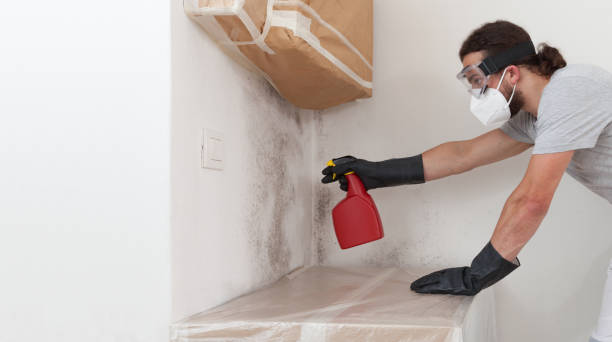 Professional Basement Mold Removal technician working in Manchester, MI