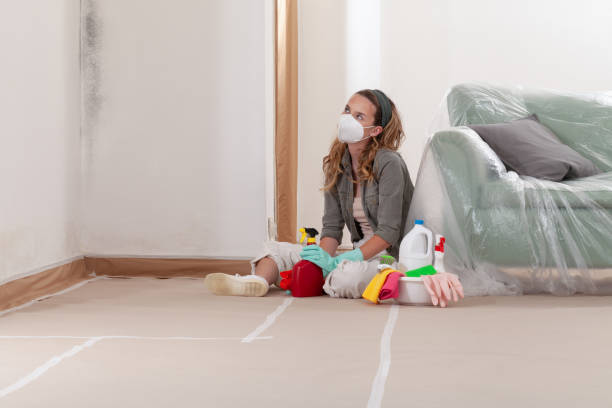 Reliable Basement Mold Removal contractor in Manchester, MI by Cheap Mold Removal