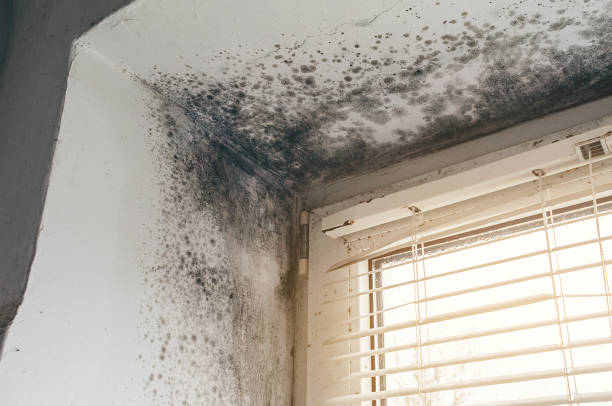 Affordable Basement Mold Removal solutions in Manchester, MI